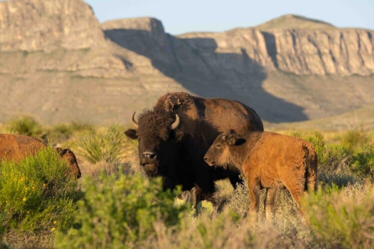 Bison at El Carmen Nature Reserve. Image/Melissa Groo