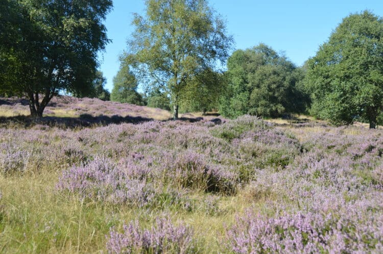 Tarmac’s first habitat site next to Kings Wood and Rushmere National Nature Reserve in Bedfordshire. Image: Tarmac